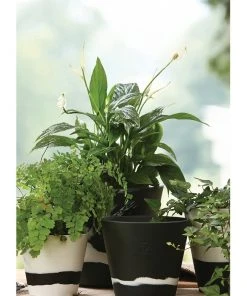 Outlet π Wedgwood Burlington Pots 7inch Pot White/Black π 4 Outlet π Wedgwood Burlington Pots 7inch Pot White/Black π -Deals Home DΓ©cor Store 561677770 2 720x928