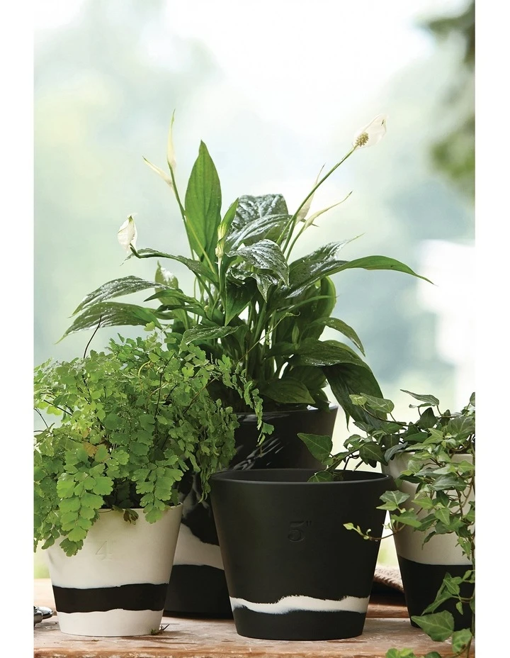 Outlet π Wedgwood Burlington Pots 7inch Pot White/Black π 2 Outlet π Wedgwood Burlington Pots 7inch Pot White/Black π - Image 2