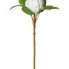 Brand new 👍 Rogue King Protea 54cm Artificial Stem White 😍