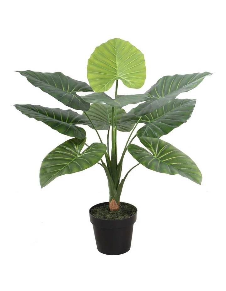 Top 10 π Cooper & Co 60cm Tall Potted Taro Home Decor Fake Plant Indoor β¨ 1 Top 10 π Cooper & Co 60cm Tall Potted Taro Home Decor Fake Plant Indoor β¨