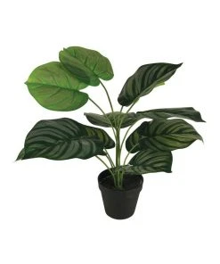 Promo 🎁 Cooper & Co 45cm Artificial Calathea Orbifolia Plant 🔔
