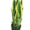 Wholesale ⭐ Cooper & Co 65Cm Tall Potted Artificial Mother In Law Tongue 🔥