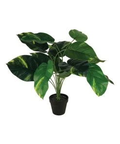 Discount ⭐ Cooper & Co 55Cm Artificial Golden Pothis Plant ❤️