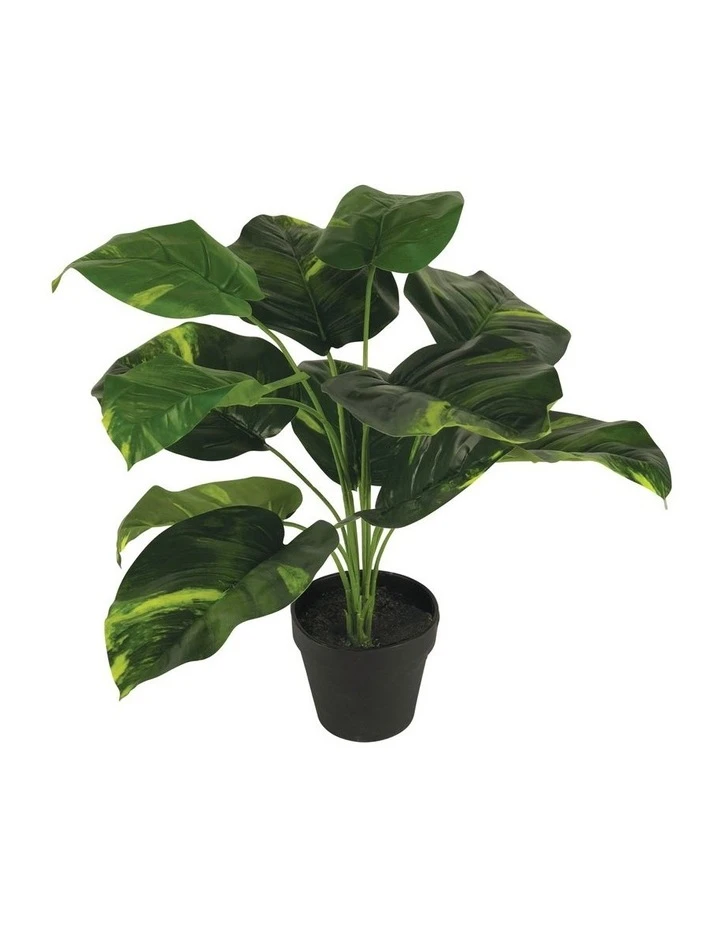 Deals 🌟 Cooper & Co 45Cm Artificial Diefenbachia Plant 😉 1 Deals 🌟 Cooper & Co 45Cm Artificial Diefenbachia Plant 😉