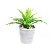 Buy ⌛ Cooper & Co 26cm Tall Potted Artificial Boston Fern 😉