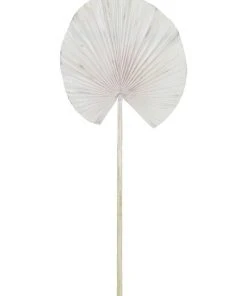 Coupon ⌛ Rogue Deco Fan Palm 💯