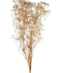 Best deal 😉 Rogue Preserved Gypsophila 65cm Natural 🛒
