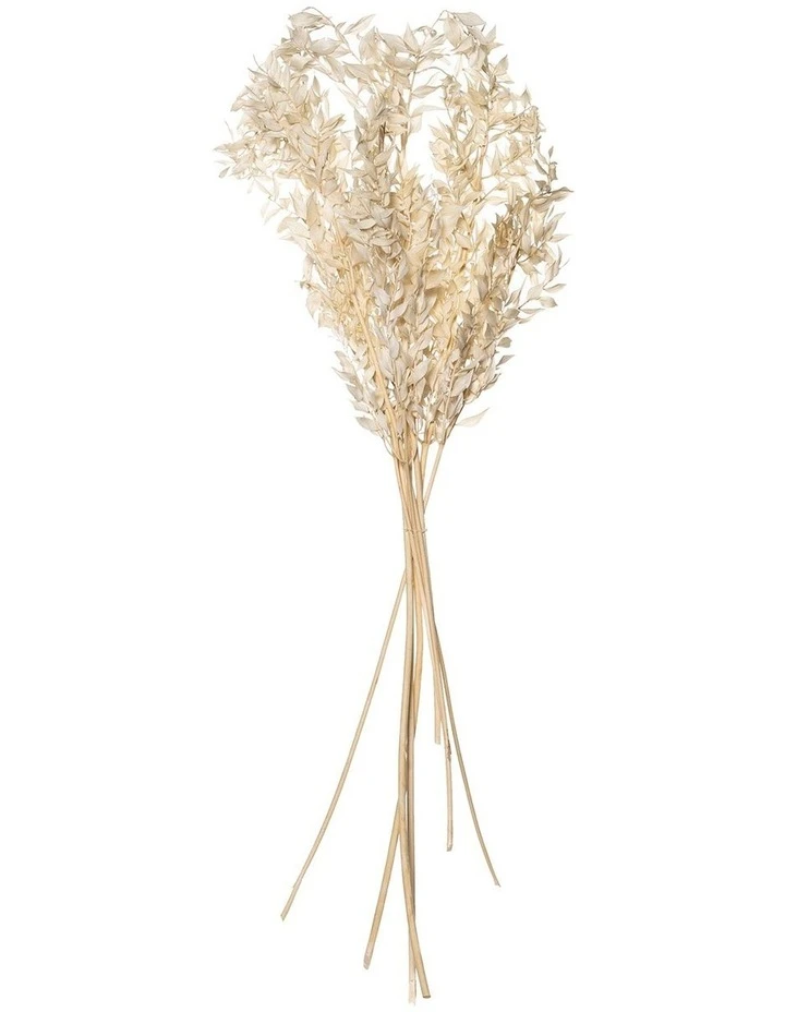 Top 10 β Rogue Preserved Ruscus 70cm Cream π₯ 1 Top 10 β Rogue Preserved Ruscus 70cm Cream π₯