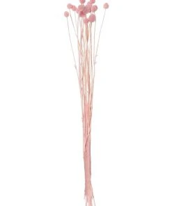 Coupon ❤️ Rogue Preserved Pom Pom 50cm Pink ⭐
