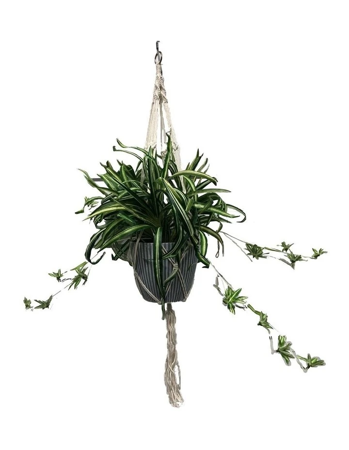 Cheap 𧨠Cooper & Co 90cm Artificial Spider Leaf Hanging Potted Plant π 1 Cheap 𧨠Cooper & Co 90cm Artificial Spider Leaf Hanging Potted Plant π