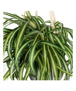 Cheap 𧨠Cooper & Co 90cm Artificial Spider Leaf Hanging Potted Plant π 5 Cheap 𧨠Cooper & Co 90cm Artificial Spider Leaf Hanging Potted Plant π -Deals Home DΓ©cor Store 803746540 2 720x928