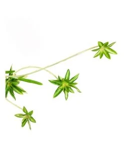 Cheap 𧨠Cooper & Co 90cm Artificial Spider Leaf Hanging Potted Plant π 6 Cheap 𧨠Cooper & Co 90cm Artificial Spider Leaf Hanging Potted Plant π -Deals Home DΓ©cor Store 803746540 3 720x928