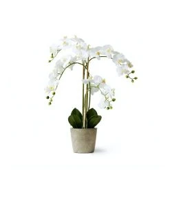 Promo π Koala Living Phalaenopsis with Pot π