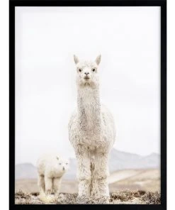 Wholesale 🧨 Urban Road No Drama Llama Black Frame ⭐