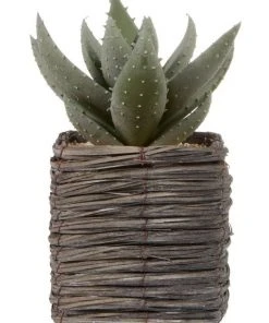 Budget π Cooper & Co 29cm Aloe Vera Artificial Plant In Basket βοΈ