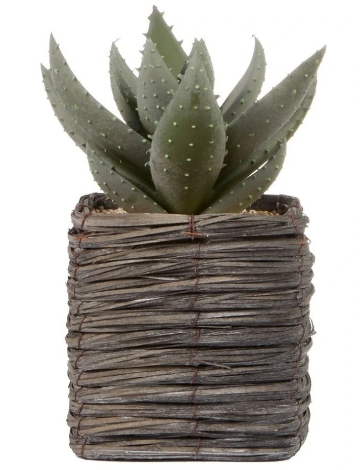 Budget π Cooper & Co 29cm Aloe Vera Artificial Plant In Basket βοΈ 1 Budget π Cooper & Co 29cm Aloe Vera Artificial Plant In Basket βοΈ