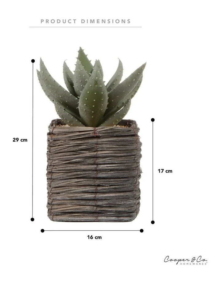 Budget π Cooper & Co 29cm Aloe Vera Artificial Plant In Basket βοΈ 3 Budget π Cooper & Co 29cm Aloe Vera Artificial Plant In Basket βοΈ - Image 3