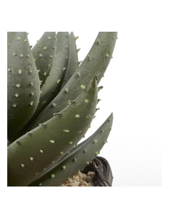 Budget π Cooper & Co 29cm Aloe Vera Artificial Plant In Basket βοΈ 6 Budget π Cooper & Co 29cm Aloe Vera Artificial Plant In Basket βοΈ - Image 6