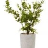 Top 10 🎉 Cooper & Co 40cm Zanzibar Artificial Plant 😀