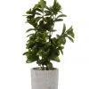 Outlet 🎉 Cooper & Co 40cm Sweet Plum Artificial Plant ❤️