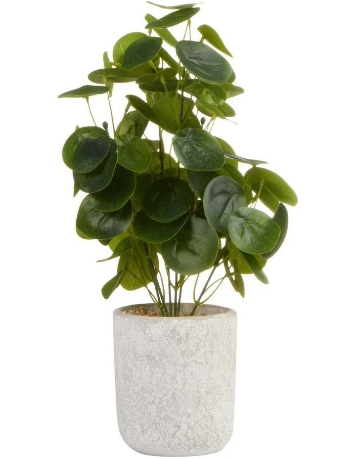 Brand new ❤️ Cooper & Co 40cm Money Bag Artificial Plant ✔️ 1 Brand new ❤️ Cooper & Co 40cm Money Bag Artificial Plant ✔️