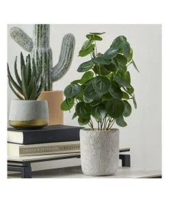 Brand new ❤️ Cooper & Co 40cm Money Bag Artificial Plant ✔️ 7 Brand new ❤️ Cooper & Co 40cm Money Bag Artificial Plant ✔️ -Deals Home Décor Store 827669440 2 720x928