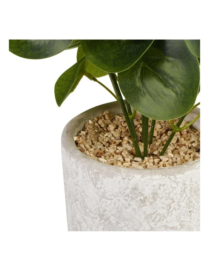 Brand new ❤️ Cooper & Co 40cm Money Bag Artificial Plant ✔️ 3 Brand new ❤️ Cooper & Co 40cm Money Bag Artificial Plant ✔️ - Image 3