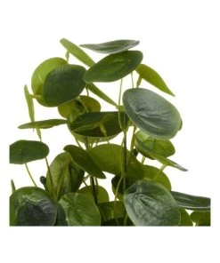 Brand new ❤️ Cooper & Co 40cm Money Bag Artificial Plant ✔️ 9 Brand new ❤️ Cooper & Co 40cm Money Bag Artificial Plant ✔️ -Deals Home Décor Store 827669440 4 720x928