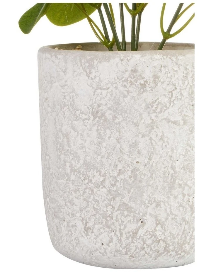 Brand new ❤️ Cooper & Co 40cm Money Bag Artificial Plant ✔️ 5 Brand new ❤️ Cooper & Co 40cm Money Bag Artificial Plant ✔️ - Image 5