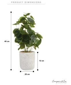 Brand new ❤️ Cooper & Co 40cm Money Bag Artificial Plant ✔️ 11 Brand new ❤️ Cooper & Co 40cm Money Bag Artificial Plant ✔️ -Deals Home Décor Store 827669440 6 720x928