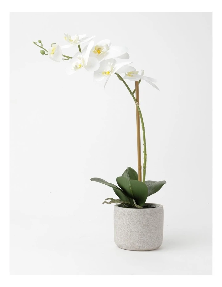Promo π Heritage Real Touch Phalaenopsis 45cm 1 Stem White 𧨠1 Promo π Heritage Real Touch Phalaenopsis 45cm 1 Stem White π§¨