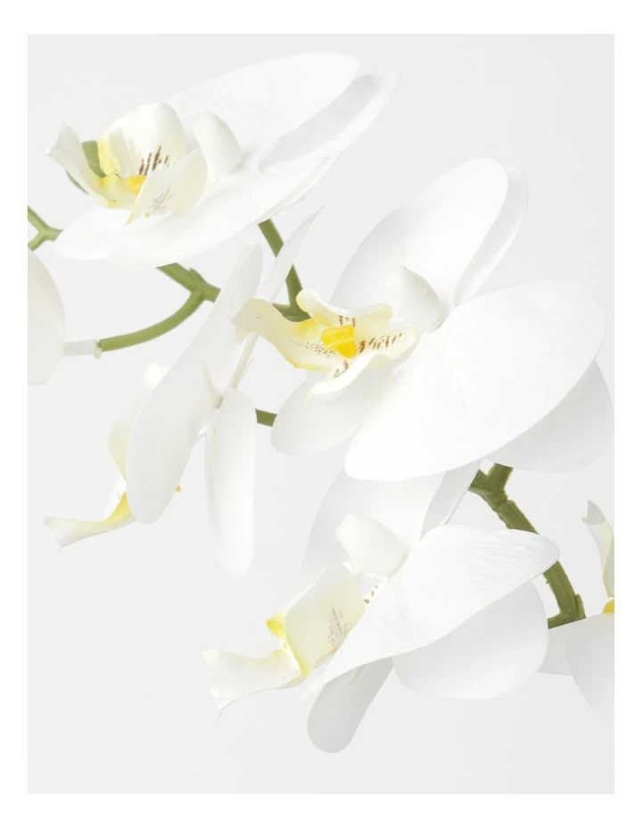 Promo π Heritage Real Touch Phalaenopsis 45cm 1 Stem White 𧨠2 Promo π Heritage Real Touch Phalaenopsis 45cm 1 Stem White 𧨠- Image 2