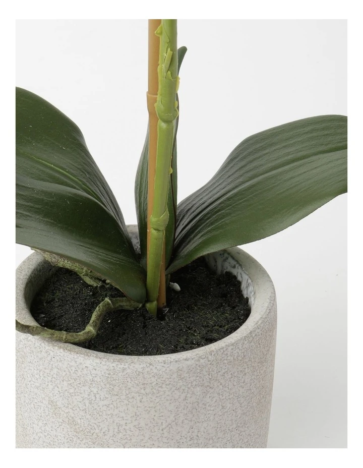 Promo π Heritage Real Touch Phalaenopsis 45cm 1 Stem White 𧨠3 Promo π Heritage Real Touch Phalaenopsis 45cm 1 Stem White 𧨠- Image 3