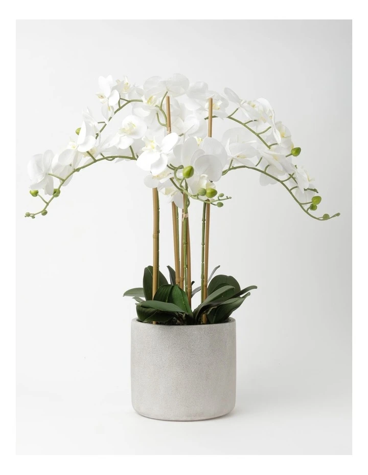 Cheap π Heritage Real Touch Phalaenopsis 80cm 5 Stem White π 1 Cheap π Heritage Real Touch Phalaenopsis 80cm 5 Stem White π