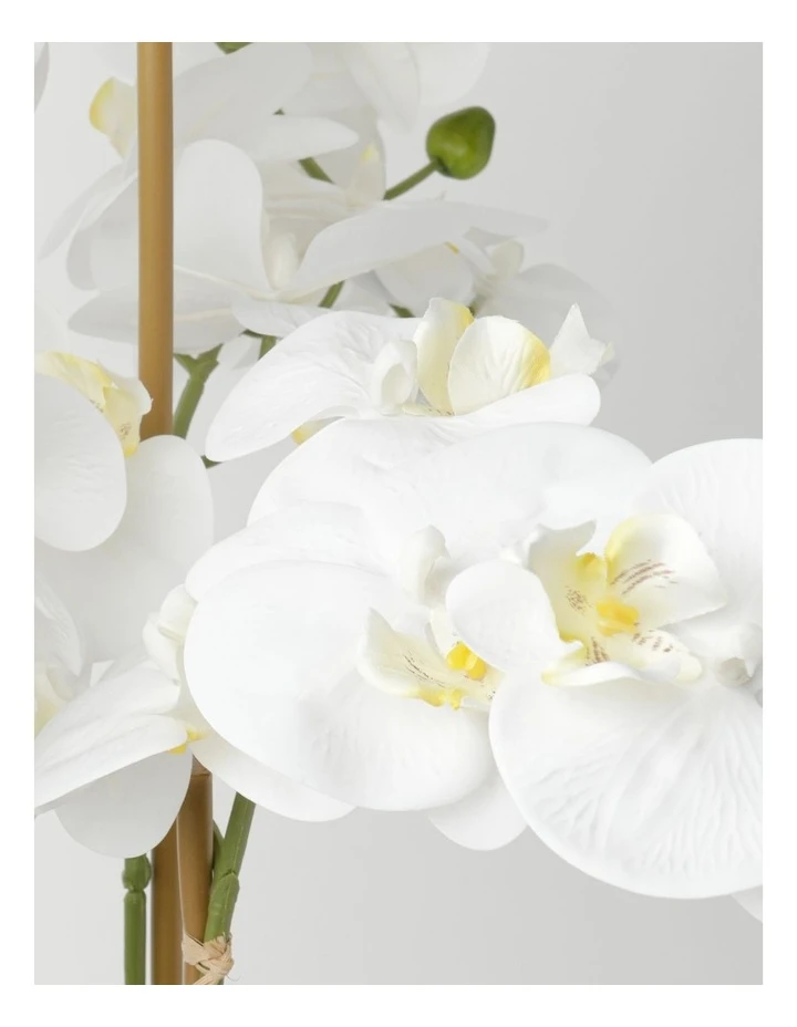 Cheap π Heritage Real Touch Phalaenopsis 80cm 5 Stem White π 2 Cheap π Heritage Real Touch Phalaenopsis 80cm 5 Stem White π - Image 2
