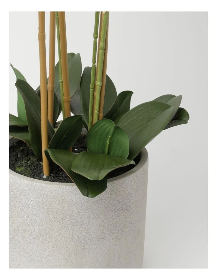 Cheap π Heritage Real Touch Phalaenopsis 80cm 5 Stem White π 3 Cheap π Heritage Real Touch Phalaenopsis 80cm 5 Stem White π - Image 3