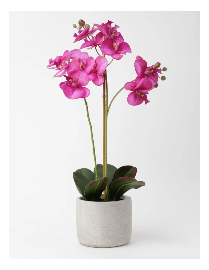 Top 10 π Heritage Real Touch Phalaenopsis 61cm Purple π 1 Top 10 π Heritage Real Touch Phalaenopsis 61cm Purple π