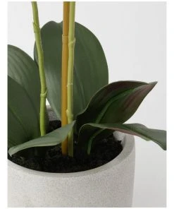 Top 10 π Heritage Real Touch Phalaenopsis 61cm Purple π 5 Top 10 π Heritage Real Touch Phalaenopsis 61cm Purple π -Deals Home DΓ©cor Store 852152320 3 720x928