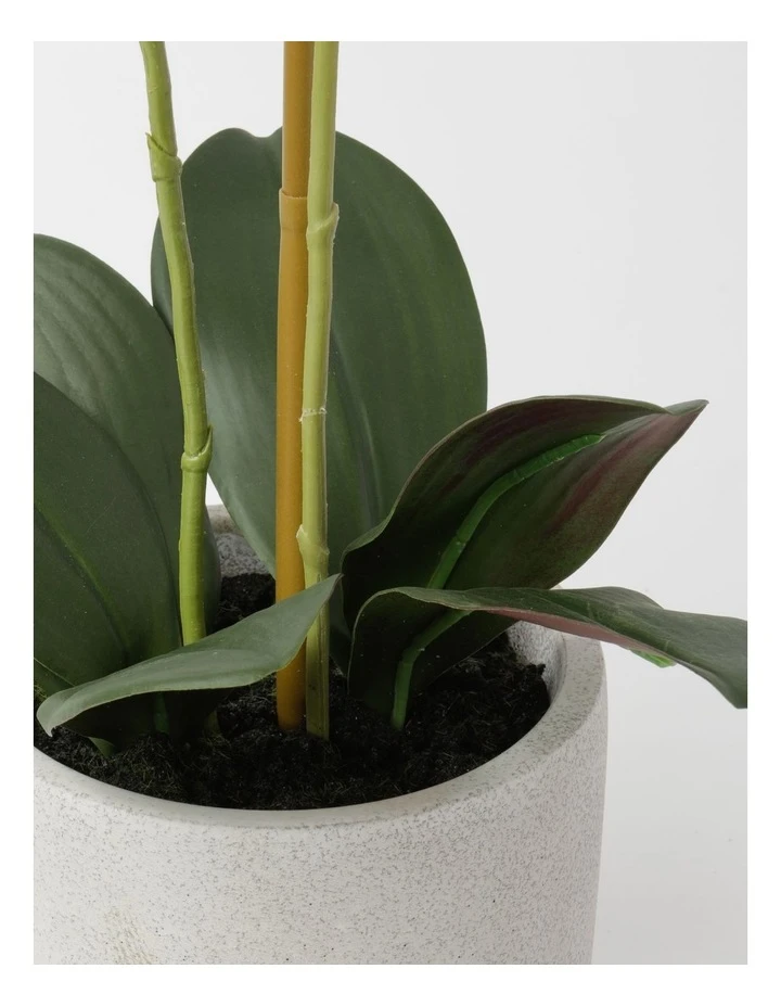 Top 10 π Heritage Real Touch Phalaenopsis 61cm Purple π 3 Top 10 π Heritage Real Touch Phalaenopsis 61cm Purple π - Image 3