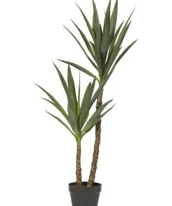 Flash Sale 😀 Rogue Dracaena Tree 👍