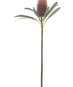 Wholesale π₯° Rogue Banksia Cone Stem π