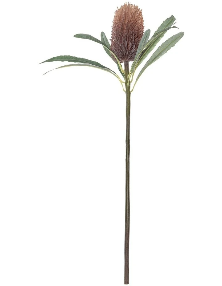 Wholesale π₯° Rogue Banksia Cone Stem π 1 Wholesale π₯° Rogue Banksia Cone Stem π