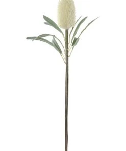 Best Sale βοΈ Rogue Banksia Cone Stem π₯°