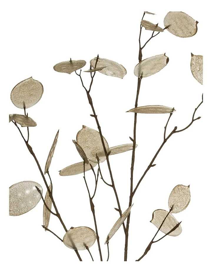 Flash Sale ⌛ Rogue Silver Dollar Spray ❤️ 2 Flash Sale ⌛ Rogue Silver Dollar Spray ❤️ - Image 2