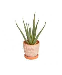 Promo ❤️ Cooper & Co Artificial Aloe Vera Plant In Ceramic Pot 40cm 🔔