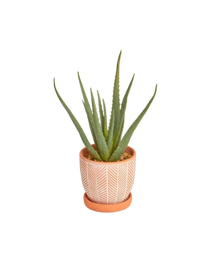 Promo β€οΈ Cooper & Co Artificial Aloe Vera Plant In Ceramic Pot 40cm π 1 Promo β€οΈ Cooper & Co Artificial Aloe Vera Plant In Ceramic Pot 40cm π
