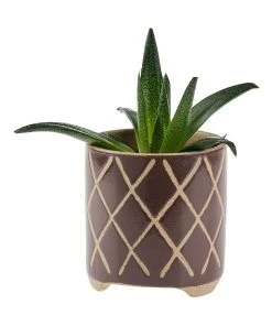 Cheap π Linen House Estrada Planter Pot 16cm In Coffee β 4 Cheap π Linen House Estrada Planter Pot 16cm In Coffee β -Deals Home DΓ©cor Store 869257900 2 720x928