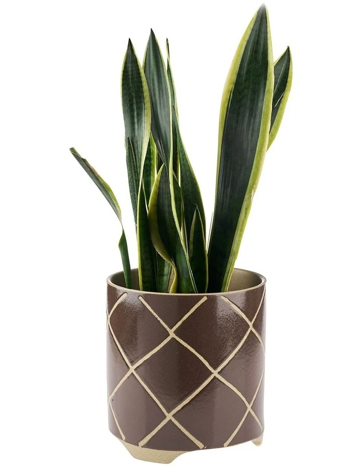 Best deal π Linen House Estrada Planter Pot 24cm In Coffee βοΈ 2 Best deal π Linen House Estrada Planter Pot 24cm In Coffee βοΈ - Image 2