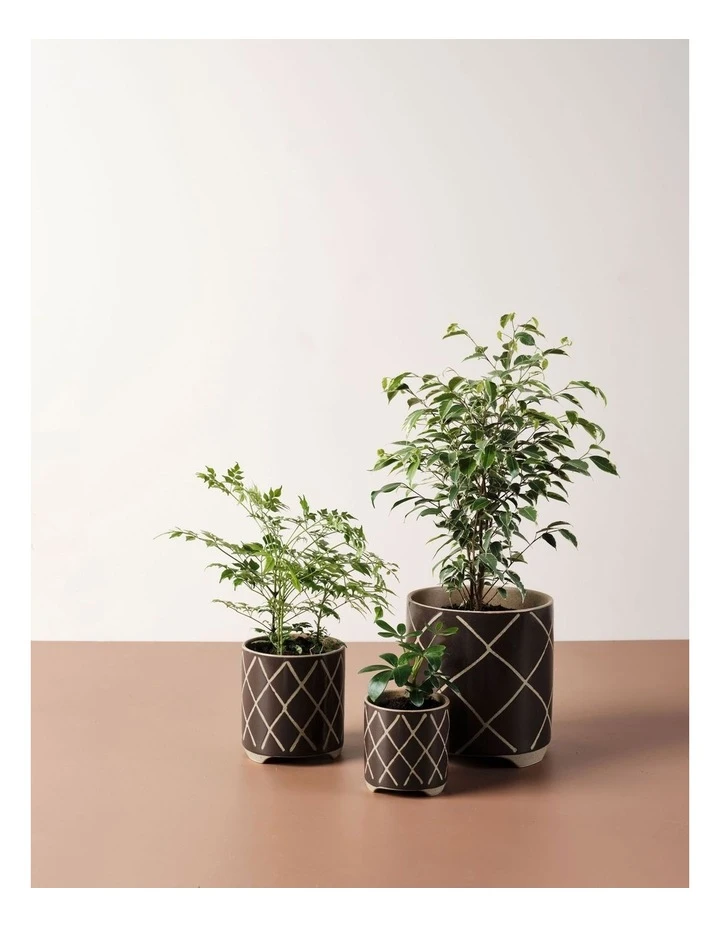 Best deal π Linen House Estrada Planter Pot 24cm In Coffee βοΈ 3 Best deal π Linen House Estrada Planter Pot 24cm In Coffee βοΈ - Image 3