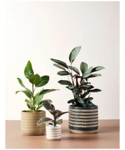 Cheap 👏 Linen House Dawn Planter Pot 25cm In Green 🎉 -Deals Home Décor Store 869258800 3 720x928